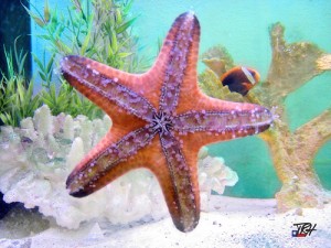 Symmetrical Starfish