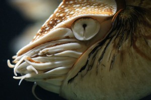 800px-Nautilus_pompilius_(head)